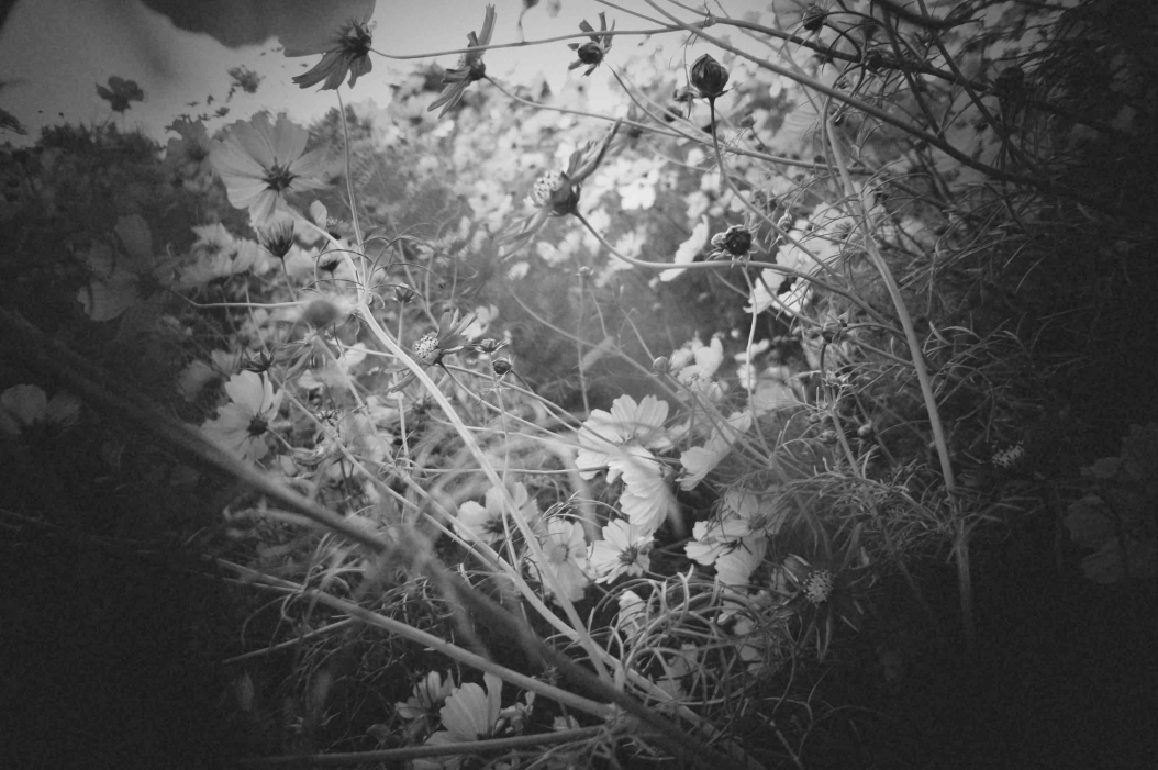 http://www.alexandremelay.com/files/gimgs/th-55__DSC7332PinHole-small.jpg