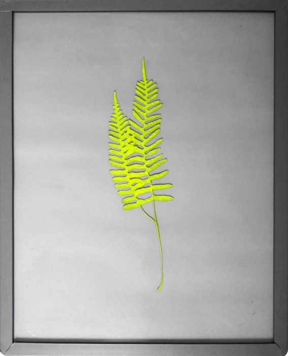 http://www.alexandremelay.com/files/gimgs/th-57_alexandre_melay_Post_Herbarium2-small.jpg